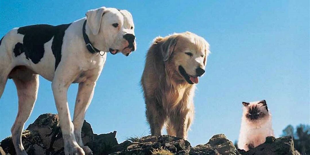 Chance, Shadow en Sassy staan ​​samen in Homeward Bound