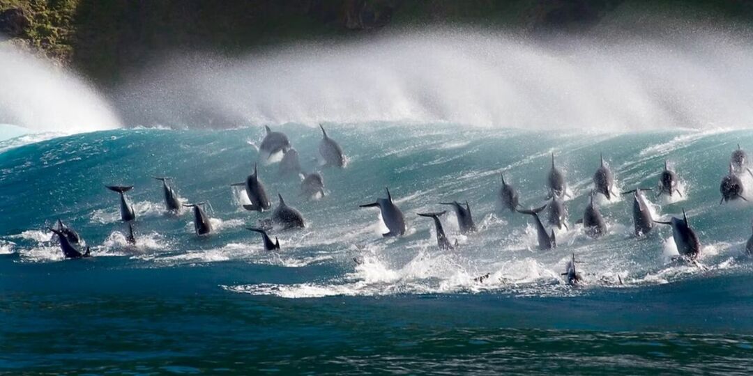 Baleias no Planeta Azul II